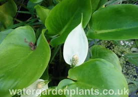 Calla palustris - Water Arum or Bog Arum, Swamp Lily