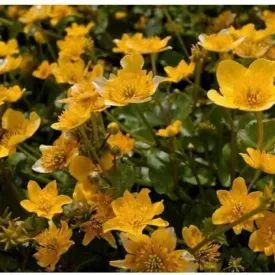 Caltha Palustris - Marsh Marigold (Bare Root)