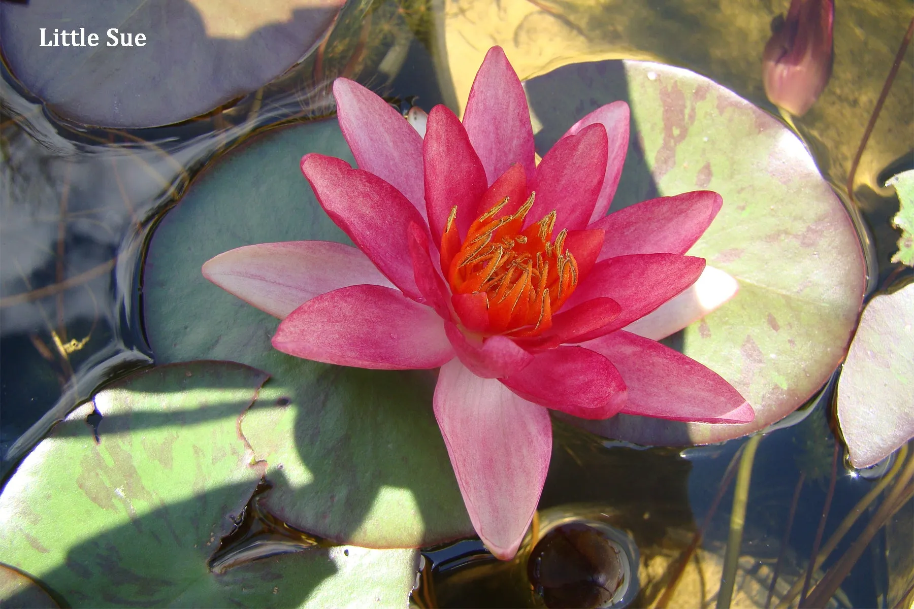 Peach Hardy Water Lily