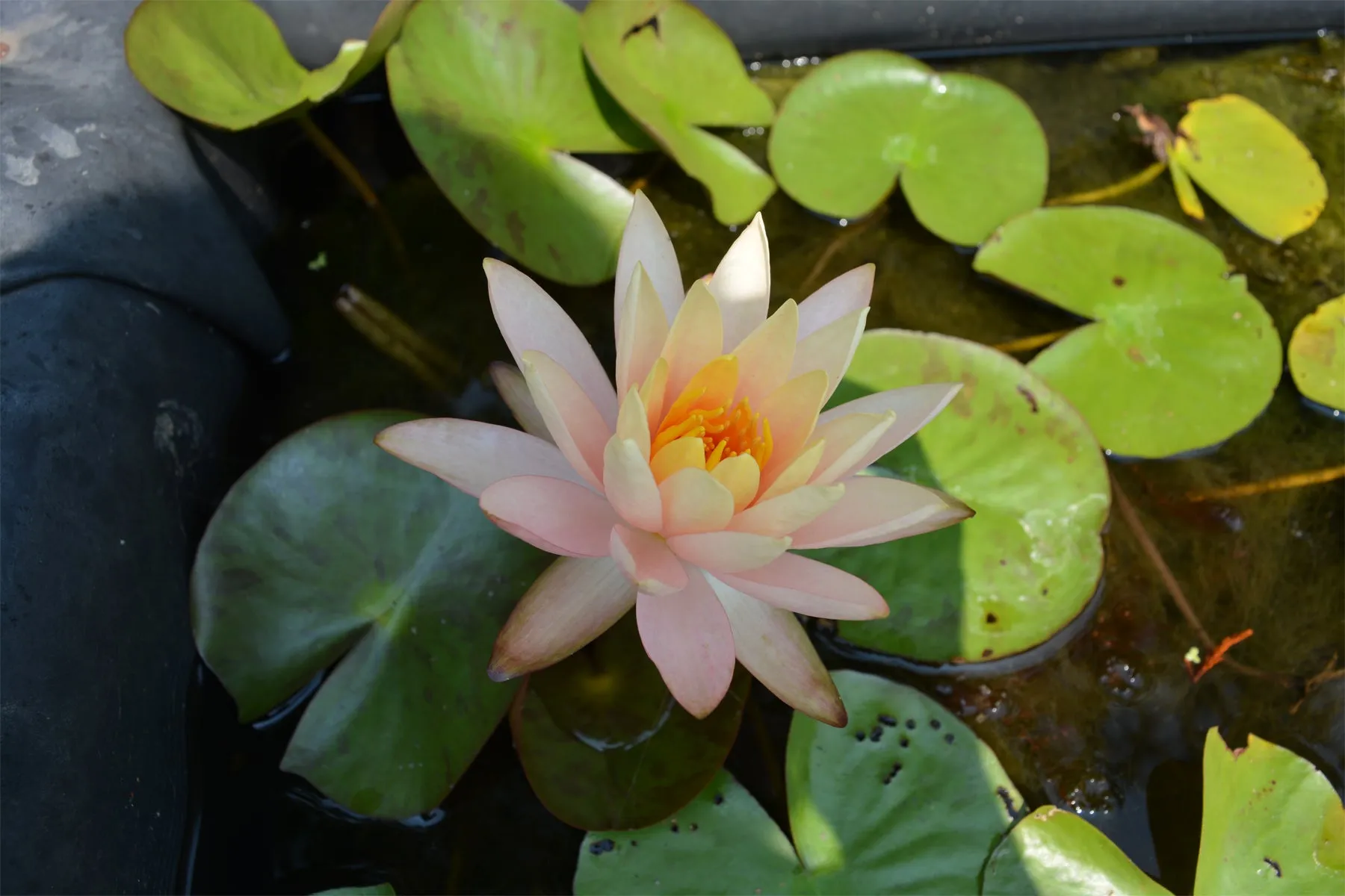 Peach Hardy Water Lily