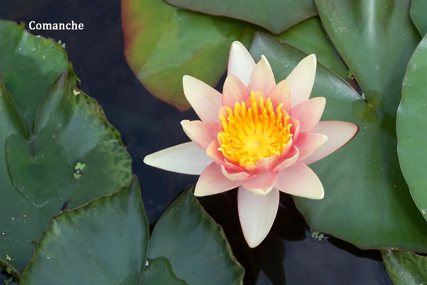 Peach Hardy Water Lily