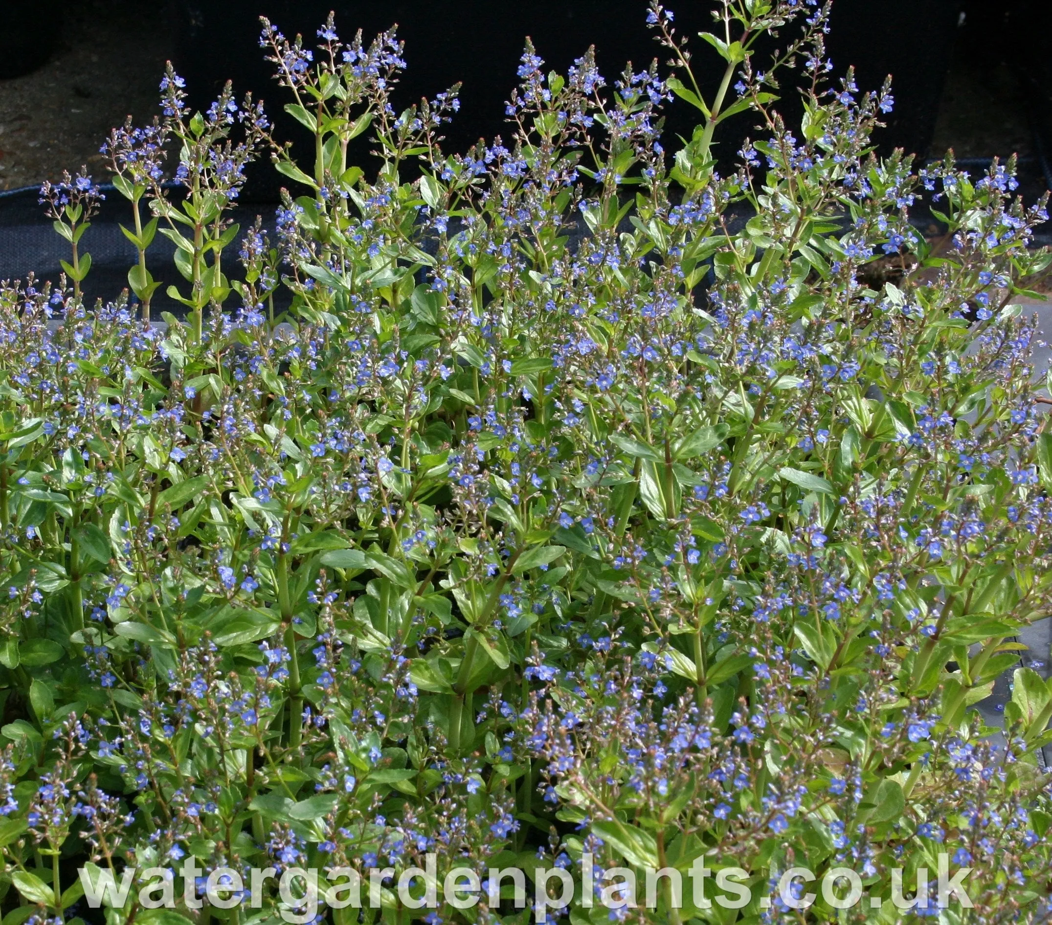 Veronica beccabunga - Brooklime, Water Speedwell