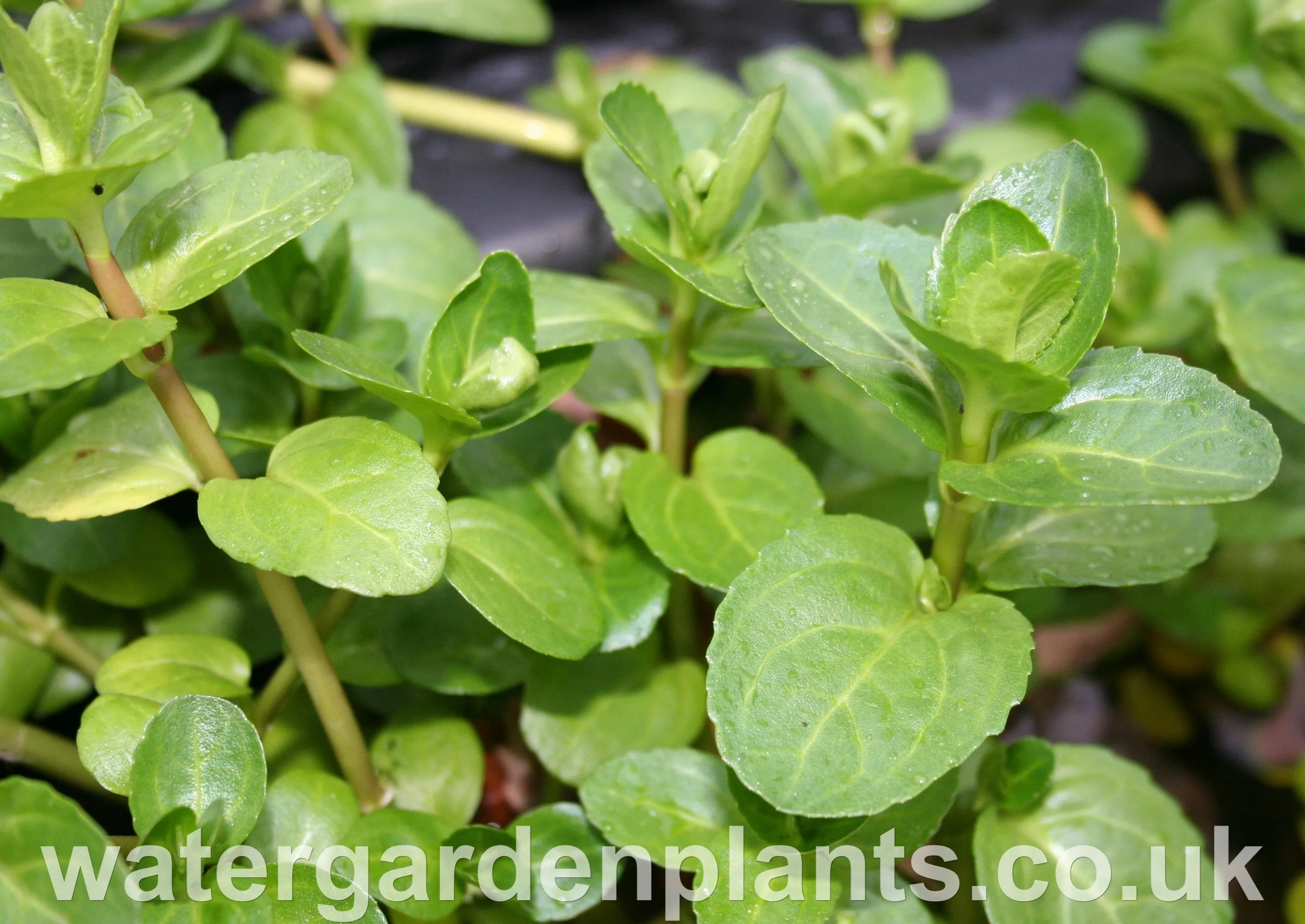 Veronica beccabunga - Brooklime, Water Speedwell