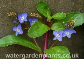 Veronica beccabunga - Brooklime, Water Speedwell