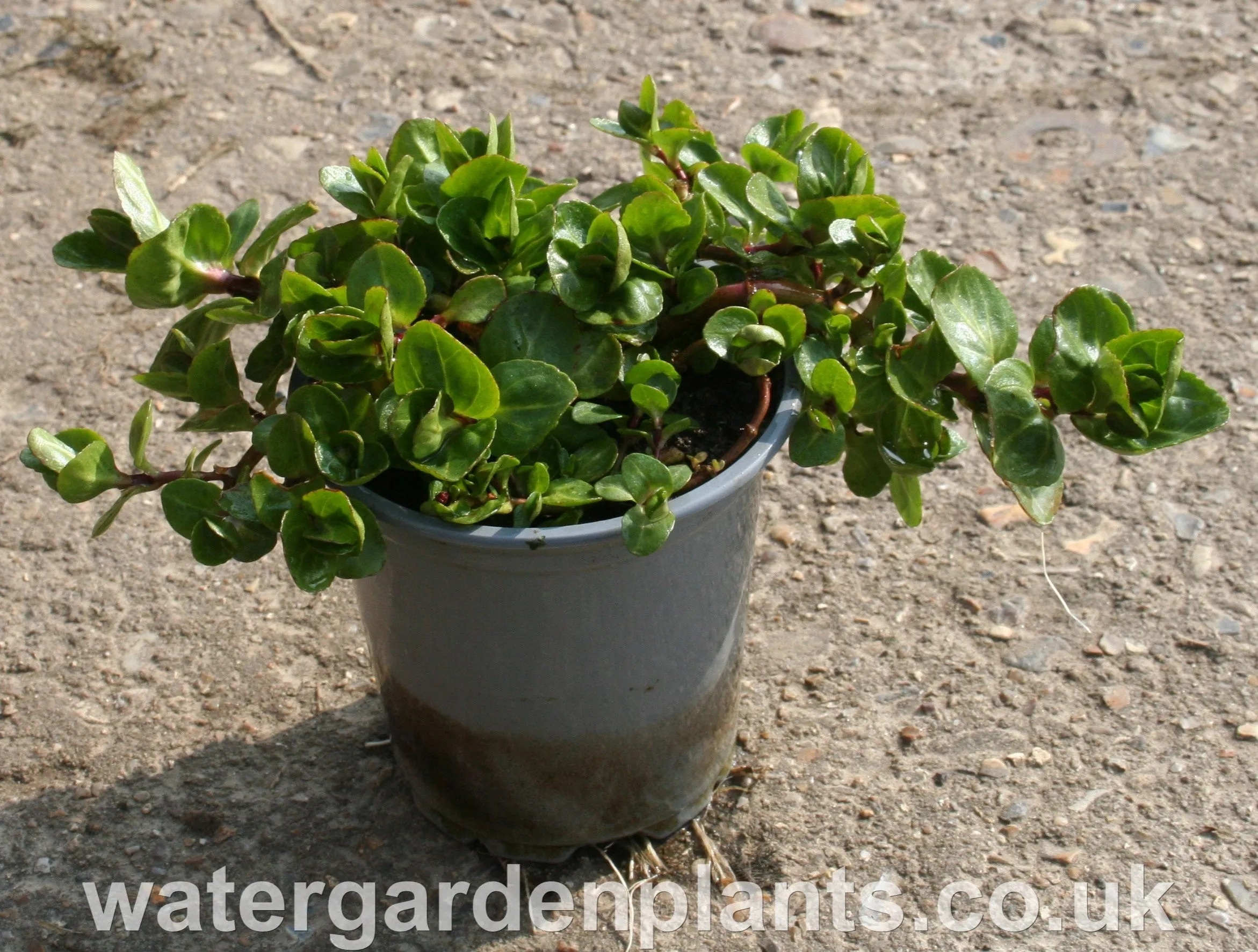 Veronica beccabunga - Brooklime, Water Speedwell