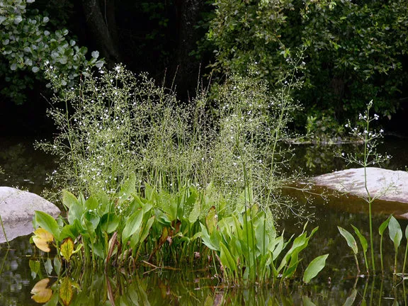 Water Plantain